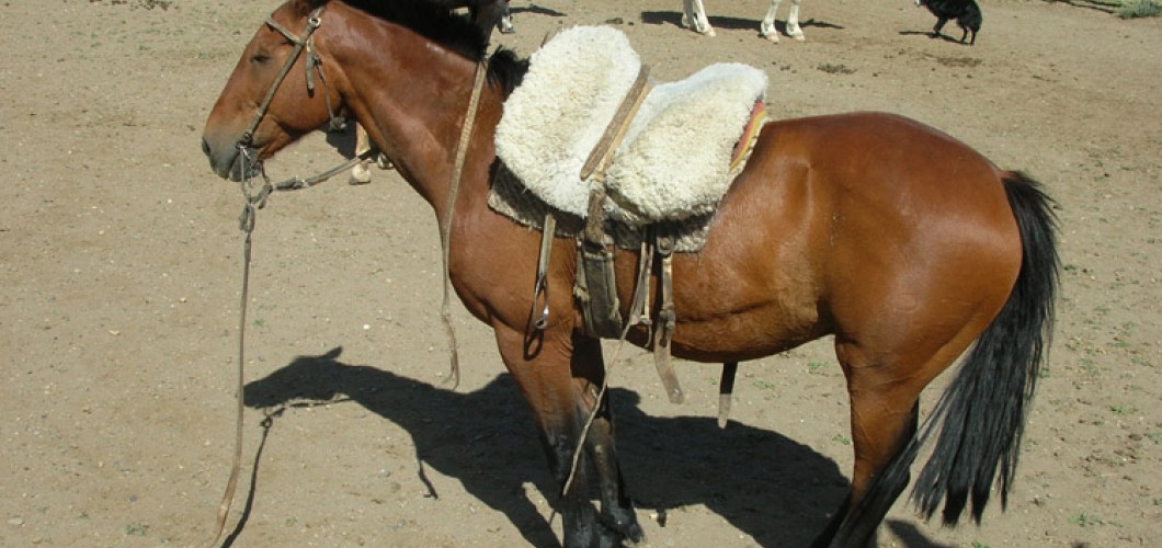 Patagonie (05)